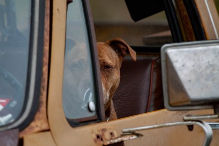 Hondje kijkt de fotograaf dreigend aan